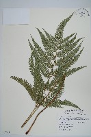 細葉複葉耳蕨藏品圖，第1張