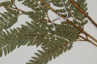 細葉複葉耳蕨藏品圖，第3張