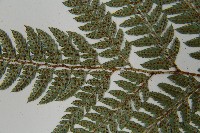 細葉複葉耳蕨藏品圖，第5張