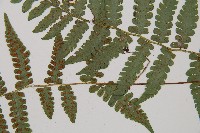 東洋蹄蓋蕨藏品圖，第3張