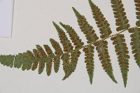 東洋蹄蓋蕨藏品圖，第4張