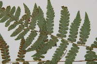 東洋蹄蓋蕨藏品圖，第5張