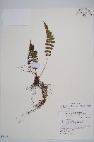 東洋蹄蓋蕨藏品圖，第1張