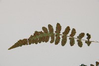 東洋蹄蓋蕨藏品圖，第4張