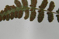 東洋蹄蓋蕨藏品圖，第5張