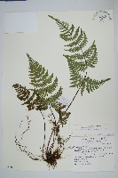 深山粉背蕨藏品圖，第1張