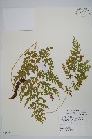 大膜蓋蕨藏品圖，第1張