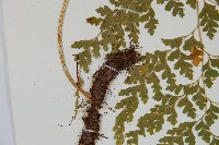 大膜蓋蕨藏品圖，第3張