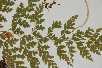 大膜蓋蕨藏品圖，第4張