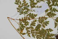 大膜蓋蕨藏品圖，第5張