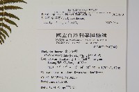 縮羽副金星蕨藏品圖，第2張