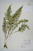 縮羽金星蕨藏品圖，第1張