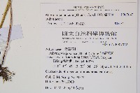 東洋蹄蓋蕨藏品圖，第2張