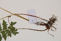 東洋蹄蓋蕨藏品圖，第3張