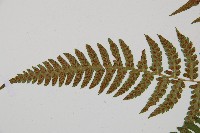 東洋蹄蓋蕨藏品圖，第4張