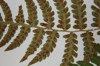 東洋蹄蓋蕨藏品圖，第5張