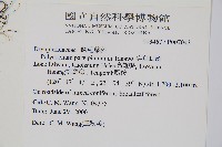 尖葉耳蕨藏品圖，第2張