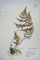 粉背蕨藏品圖，第1張