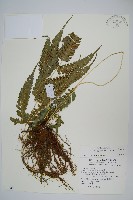 傅氏鳳尾蕨藏品圖，第1張