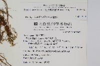 傅氏鳳尾蕨藏品圖，第2張