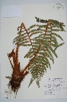 尖葉耳蕨藏品圖，第1張