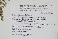 尖葉耳蕨藏品圖，第2張