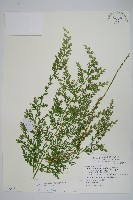 密葉卷柏藏品圖，第1張