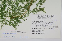 密葉卷柏藏品圖，第2張