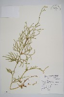 過山龍藏品圖，第1張