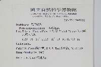 日本鳳尾蕨藏品圖，第2張