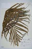 烏毛蕨藏品圖，第1張