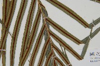 烏毛蕨藏品圖，第3張