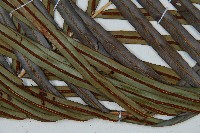 烏毛蕨藏品圖，第4張