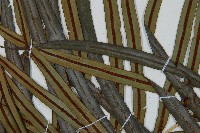 烏毛蕨藏品圖，第5張