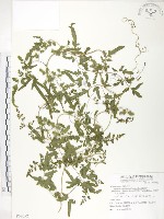 海金沙藏品圖，第1張