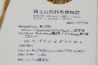 斜方複葉耳蕨藏品圖，第2張