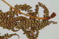 斜方複葉耳蕨藏品圖，第3張