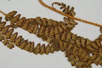 斜方複葉耳蕨藏品圖，第4張