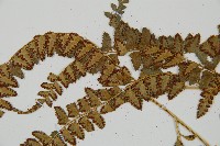 斜方複葉耳蕨藏品圖，第5張