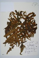 毛柄短腸蕨藏品圖，第1張