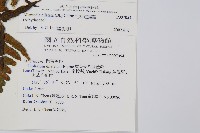 毛柄短腸蕨藏品圖，第5張