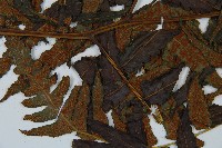 毛柄短腸蕨藏品圖，第6張