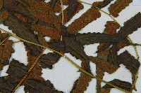 毛柄短腸蕨藏品圖，第7張