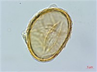 毛柄短腸蕨藏品圖，第2張