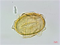 毛柄短腸蕨藏品圖，第3張