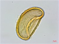 毛柄短腸蕨藏品圖，第4張