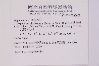 薄葉孔雀鐵角蕨、邊孢鐵角蕨藏品圖，第2張