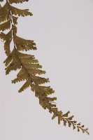 薄葉孔雀鐵角蕨、邊孢鐵角蕨藏品圖，第3張