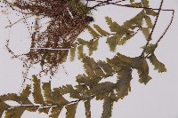 薄葉孔雀鐵角蕨、邊孢鐵角蕨藏品圖，第4張