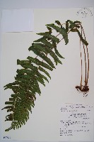 虎克氏鱗蓋蕨藏品圖，第1張